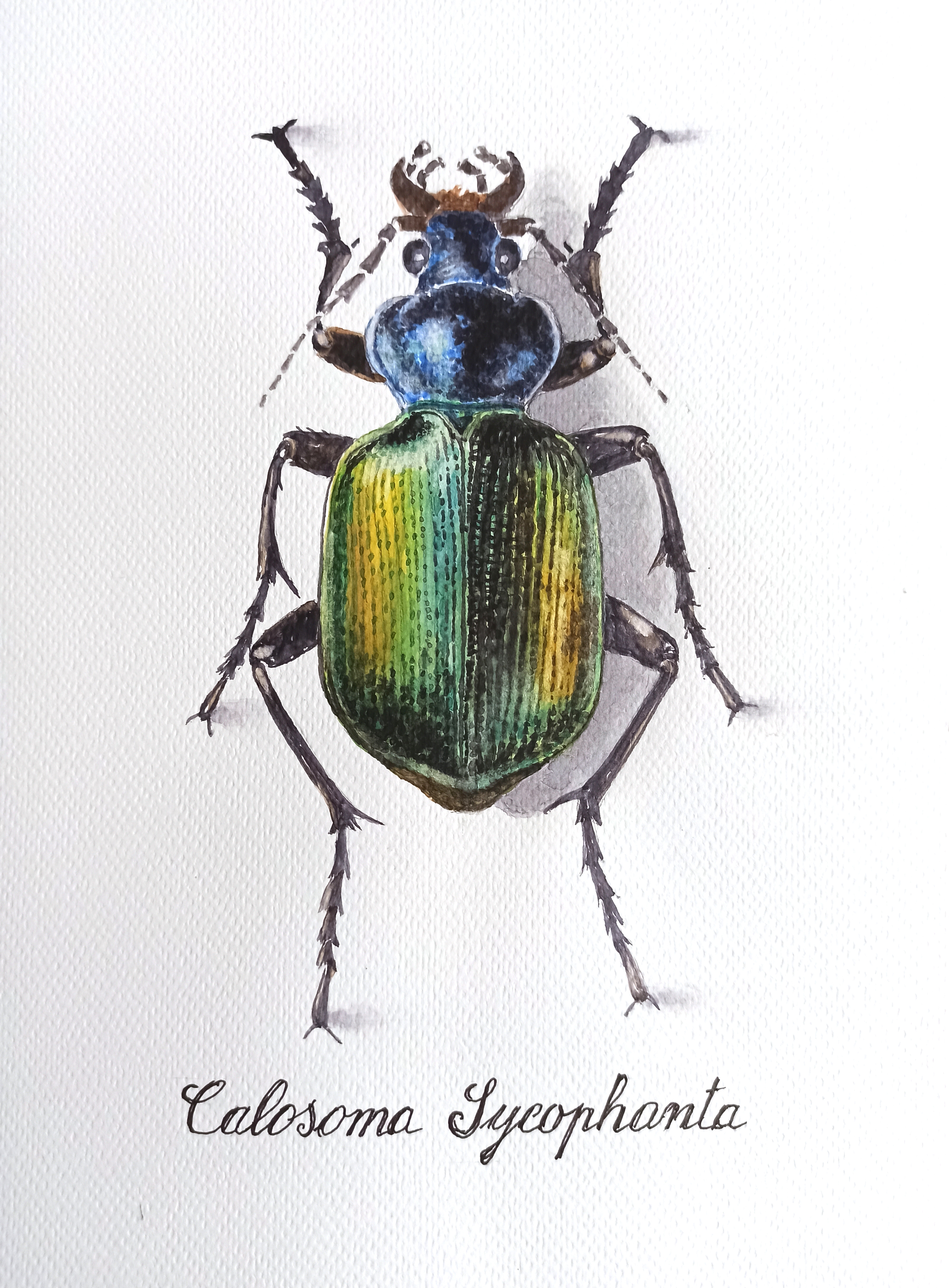Calosoma Sycophanta